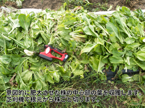 ほろ苦さたっぷり　チコリーのミックスリーフ  100g　露地土耕栽培