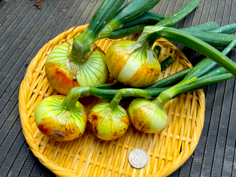 入手困難な固定種早生タマネギ！『貝塚早生』 (1.8kg)