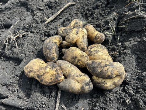 不器用な3代目の育てた不器用な野菜達