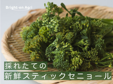 【手ごろな量を朝採れで！】スティックセニョール　1200g　常温便