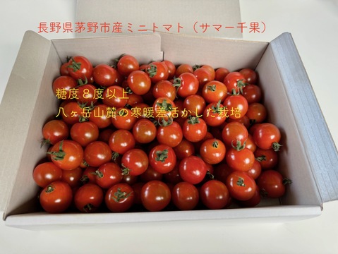 甘みギュッと！ミニトマト夏千果　2kg