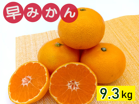 秋が旬！『早みかん』【小玉サイズ 9.3kg】