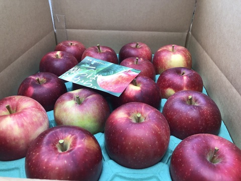 恋空(こいぞら)　家庭用約5キロ　真夏の本格派りんご！　お盆頃に収穫・発送　2025年産最初のりんごを是非！