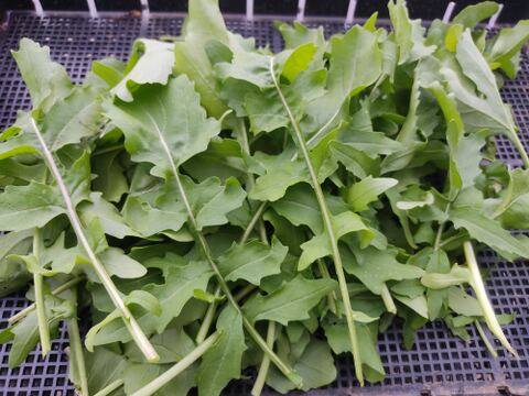 🌿香りが違う！朝どれルッコラ約200g｜サラダで主役級｜農薬・化成肥料不使用🌿