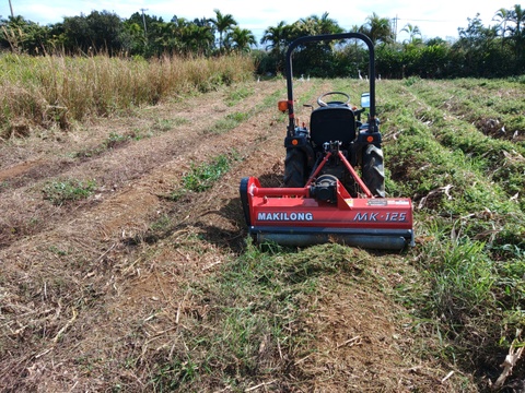 生　秋ウコン500ｇ