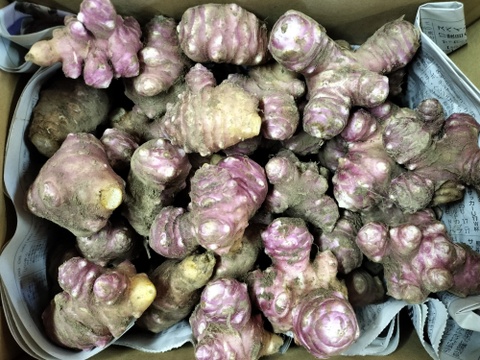 菊芋　きくいも　1.5ｋｇ　パチャママ農園