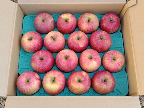 信州産葉とらずサンふじ家庭用10kg22〜36個入り 美味しさ重視のおすすめ品！