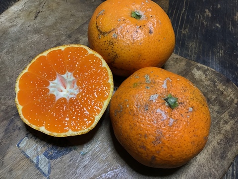 【農薬不使用】見た目が悪い青島みかん3kg【訳ありの訳】
