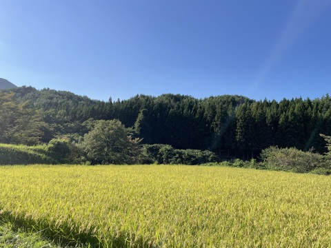 グルテンフリー　自然栽培米の発酵ケークサレ　季節限定