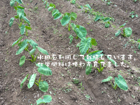 ねっとり食感がたまらない！　サトイモ『土垂』(4KG)　ミックスサイズ