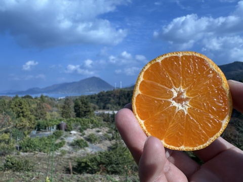 愛媛県大三島産みかん🍊【農薬不使用】5キロ