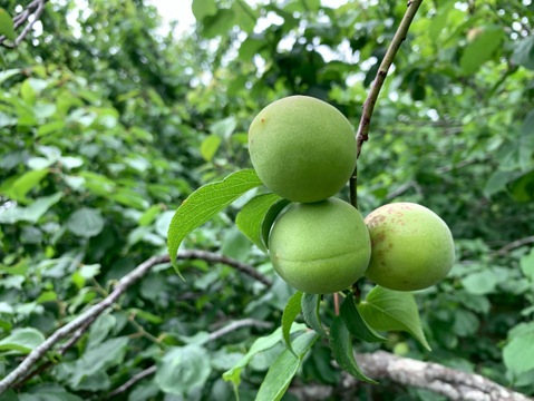 まじりっけなし！梅シロップ梅酒に最適！『色づき白加賀』2kg 自然栽培の梅。様々なレシピに。農薬不使用