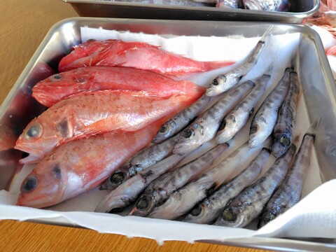 【冬ギフト】早割！【魚ガチャ】欲張って2袋！何が入っているかわからない［未利用魚］おかず