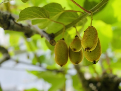 ジューシー！グリーンキウイ1kg