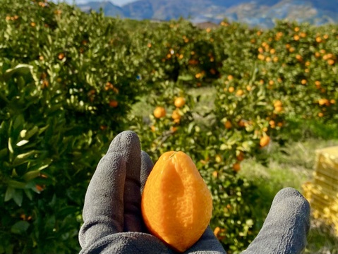 【贈答用】濃い味好きのための有田みかん 5キロ箱 和歌山県 有田 みかん S,M,Lサイズ