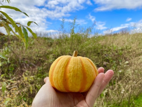 数量限定！わくわくハロウィン カボチャセット