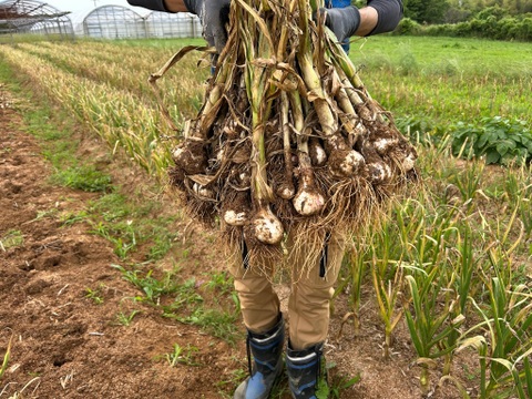 農薬/化学肥料不使用【土付き・生ニンニク】福地ホワイト六片・Mサイズ1kg　‐数量限定特価‐