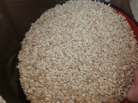 生活応援米【令和7年産】 『ふさこがね』 玄米30kg 千葉県産 （2025年