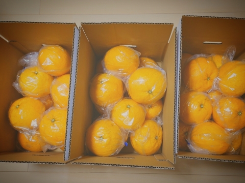 爽やかな香りと瑞々しさ！木成り完熟甘夏（5kg）