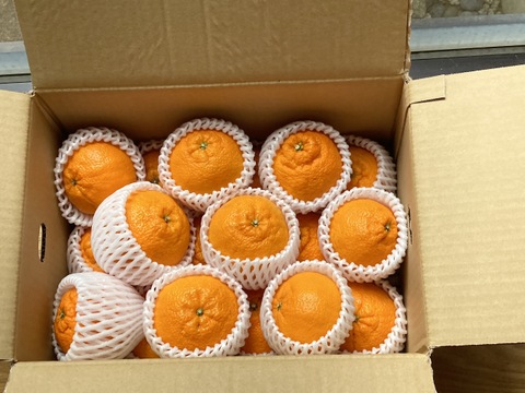 《大将季(だいまさき)》甘くてジューシーな紅い不知火！　5kg(家庭用)