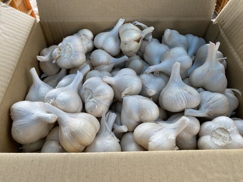 R8年 青森県産にんにく 福地ホワイト六片 家庭用2.7kg：青森県産の