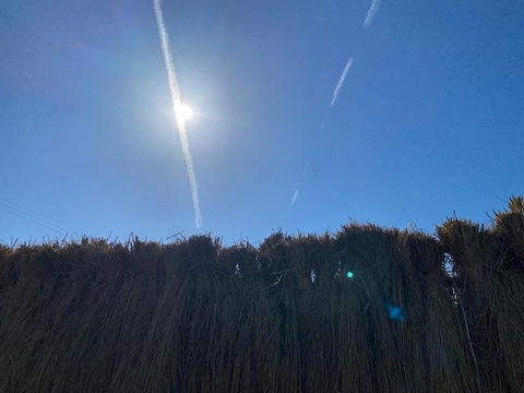 令和7年産 有機栽培 天日干し もち米 新大正モチ 餅米 白米 5kg