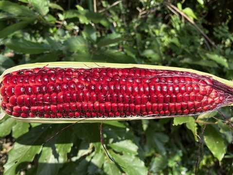 大和ルージュ　赤いスイートコーン