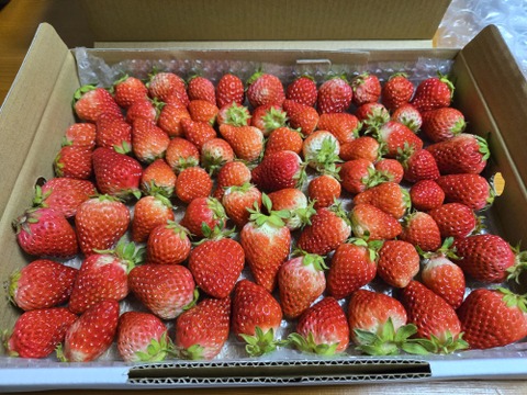 生の風味をお届け。気にしない方限定🍓バラ詰苺BOX（約1000g）大きさ形が不揃いです