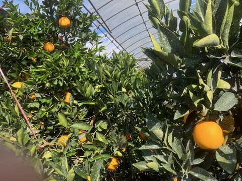 三ヶ日ネーブル（家庭用）約3.5㎏