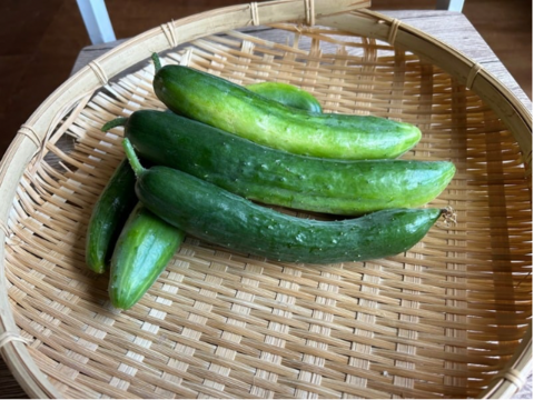 奥出雲産自然栽培地這いきゅうり(1kg)