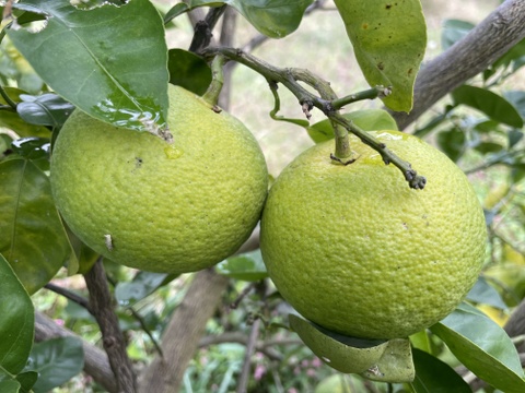 木なり完熟かぼす(自然栽培)５㎏箱詰-農薬不使用・無肥料・無除草剤