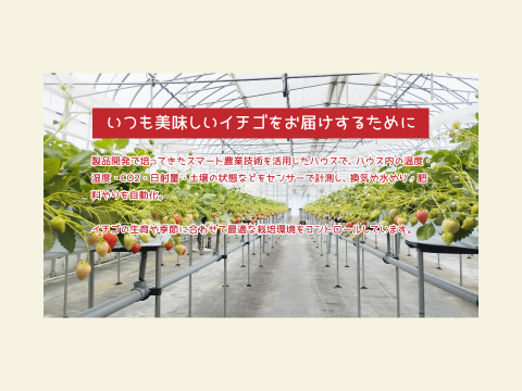 いちご 「しあわせのひとしずく（夏のしずく）」小粒パック 270g×4p 青森県産 朝摘み 直送