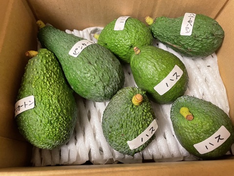 奇跡の国産「愛媛アボカド」愛媛県産約1㎏