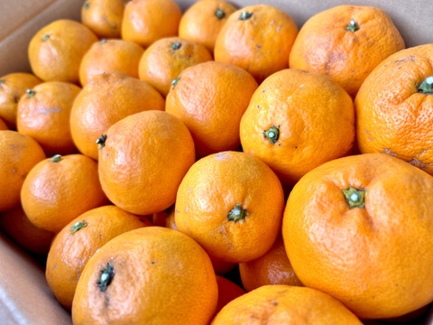 訳あり家庭用　小箱みかん2.7㎏（25個〜30個）