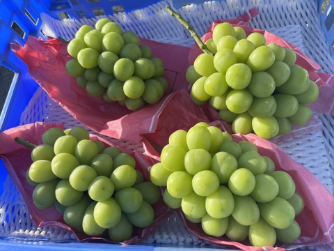 サ*み様 300円～【 岡山県産】2.5kg温室栽培;高級シャインマスカット! サ*み様 300円～【 岡山県産】2.5kg温室栽培;高級シャイン