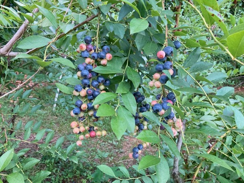 佐賀県産　大地のミネラルブリーベリー1ｋｇ