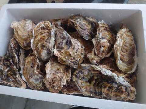 加熱用3ｋｇ ３名様用牡蠣 殻付き 牡蠣 殻付き牡蠣 殻付カキ 加熱調理用 オイスター oyster 牡蛎 松島牡蠣屋 貝類 BBQバーベキュー貝【冬ギフト】