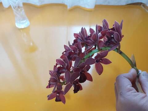 【花芽付きシンビジウム】ハチさんを誘引する蘭〝フォアゴットンフルーツ〟