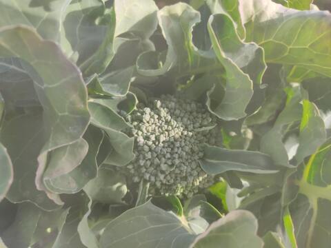 ✨農薬・化成肥料不使用✨芽キャベツ約200g＋キャベツ1玉＋スティックセニョール約400g🌱冬のあったか食卓セット😊