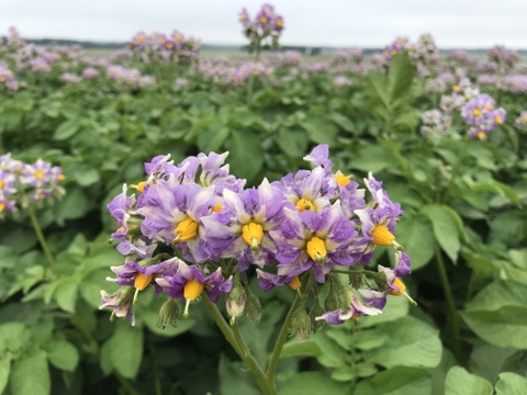 🥔✨新じゃが熟じゃが&越冬長芋、4点セット‼️合計約9kg