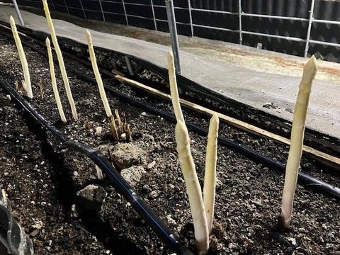 限定！！　静岡育ち　ホワイトアスパラガス　２Lサイズ500g