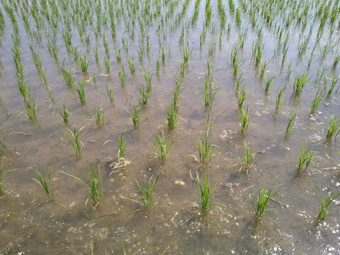 ｋｏｍａ専用令和３年産ひとめぼれで低農薬米　自然乾燥しています