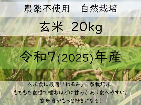 玄米食に最適「品種：はるみ」自然栽培米 20kg 令和7年産