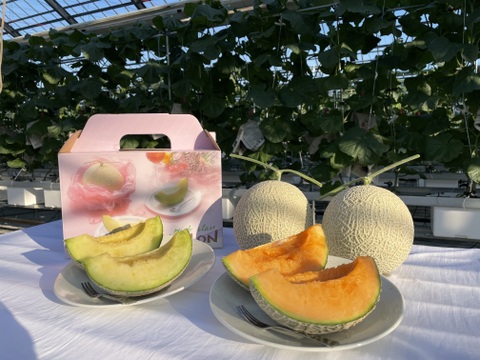 【一株一果のこだわりメロン】【秀品】【ご友人と】【親族の集まりで】アールスメロン（３Ｌ以上×２玉）　青肉・赤肉のセット　３㎏以上