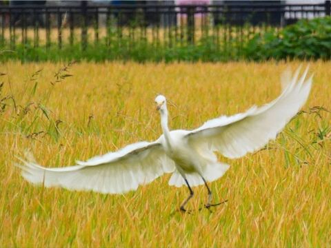 🌾お米ソムリエが作る🎯令和7年新潟県五泉市四ヶ村産ゆきん子舞5kg白米✨️