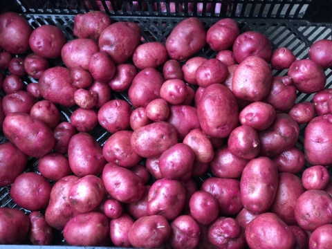 新春掘り『グランドペチカ1.5kgとアンデスレッド1.5kg』MS〜Lサイズ