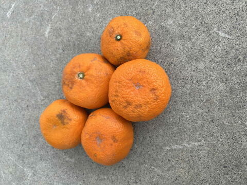 【訳あり】濃甘っ！黄金熟成で晩生みかん本来の甘さや旨さを最大限に！食べるみかんジュース！まさにトップ・オブ・ザ・みかん！超熟みかん「熟太郎（じゅくたろう）」訳あり品　サイズ混合　５kg【628】