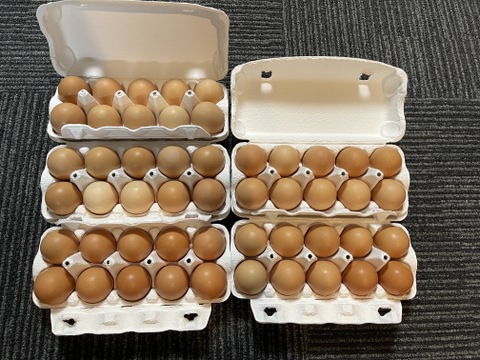 【福袋2025】黄身がぷりっと新鮮！
【放し飼い卵40個＋10個】瀬戸内海の島‟薬膳と果実を配合”したえさで育ったもみじのたまご　４０個【36個+割れ保障4個】＋１０個【9個+割れ保障1個】