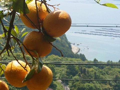 酸味と甘味のバランスが絶妙！自然栽培甘夏　4kg（12〜13個）