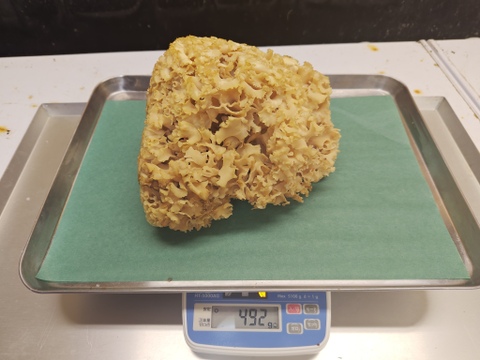 【天然茸】ハナビラタケ　濃厚な旨みと香り　492g　8/10採取